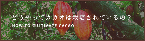 どうやってカカオは栽培されているの?
